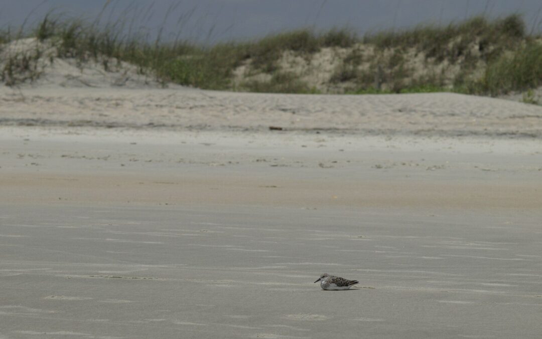 Top Bike Rental in Murrells Inlet: Explore Scenic Trails Today