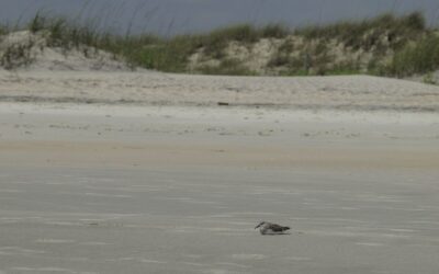 Top Bike Rental in Murrells Inlet: Explore Scenic Trails Today